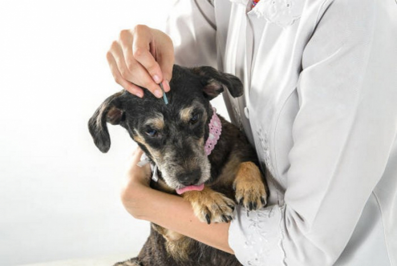 Acupuntura em Caes com Hernia de Disco Agendar Bom Sucesso - Acupuntura para Cães