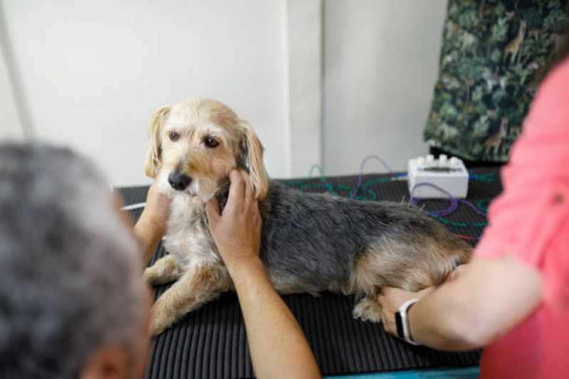 Acupuntura para Cachorro Clínica Porto Nacional - Acupuntura para Pets
