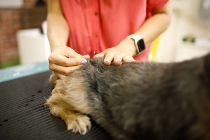 Acupuntura Pet Clínica Riacho Fundo I - Acupuntura para Pets