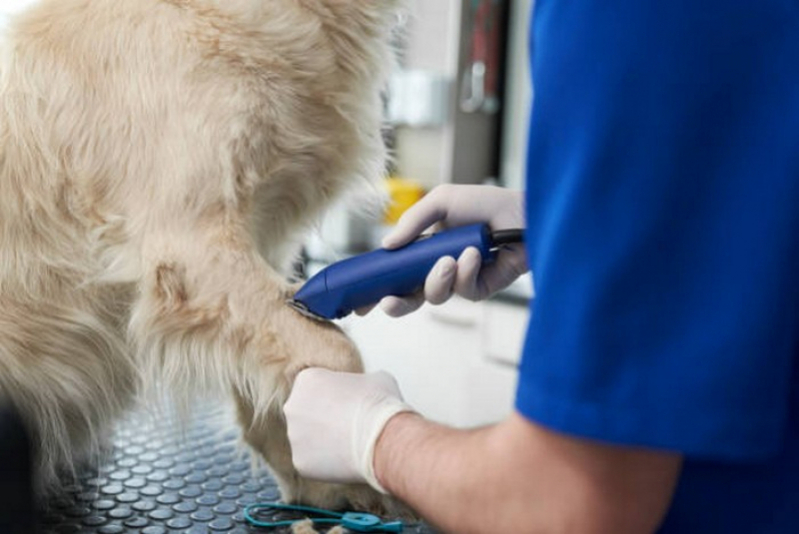 Agendamento de Check Up Veterinário para Animais de Estimação Santa Maria - Check Up Veterinário