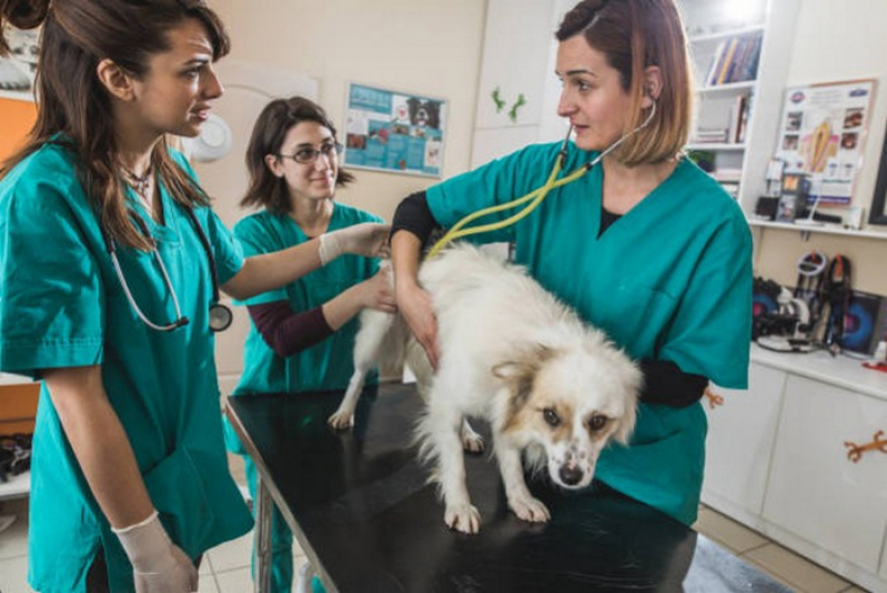 Agendamento de Check Up Veterinário para Cães Ceilândia - Check Up Veterinário em Gatos