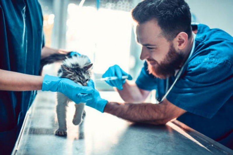 Agendamento de Check Up Veterinário para Gatos Águas Claras - Check Up Veterinário Próximo