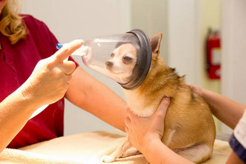 Agendamento de Tomografia Computadorizada Veterinaria Ceilândia - Tomografia para Cães