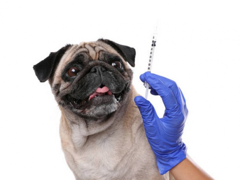 Aplicação de Vacina da Raiva para Cachorro Santa Maria - Vacina para Animais de Estimação