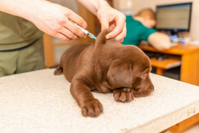 Aplicação de Vacina de Cachorro Ceilândia - Vacina Polivalente Cachorro