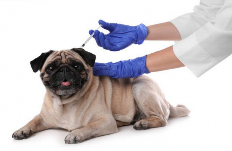 Aplicação de Vacina de Raiva para Cachorro São Bartolomeu - Vacina Antirrábica Animal