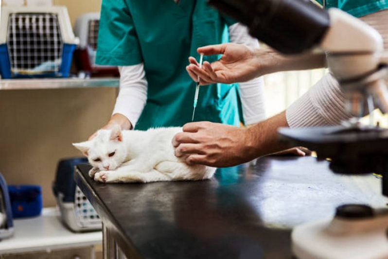 Aplicação de Vacina de Raiva para Gatos Gama - Vacinas para Animais Domésticos