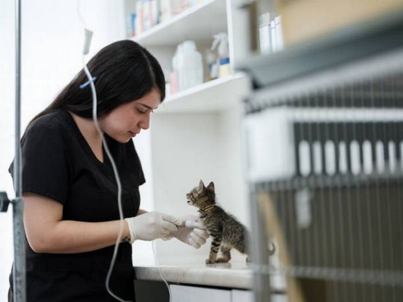 Aplicação de Vacina Giardia Gatos Barrolândia - Vacina Quadrupla Felina