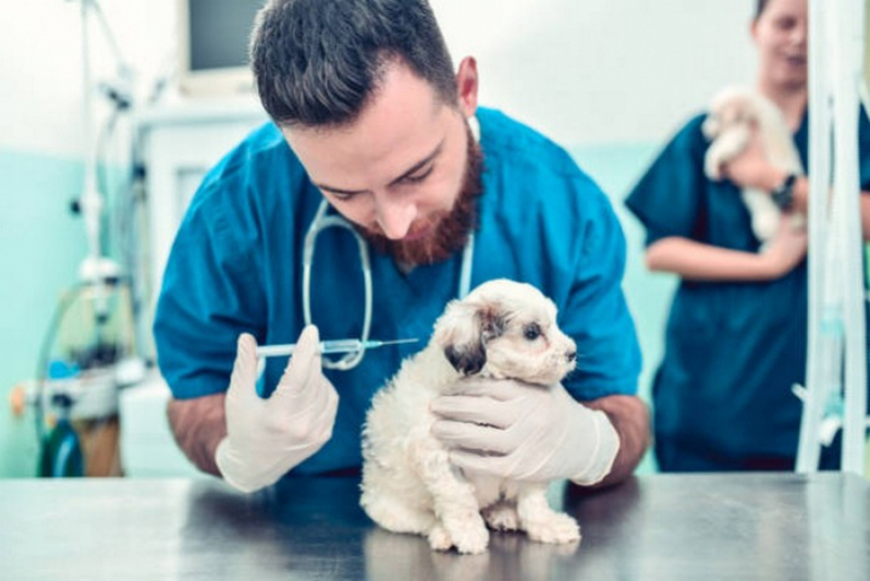 Aplicação de Vacina Importada para Cachorro Octogonal - Vacina Leishmaniose Canina