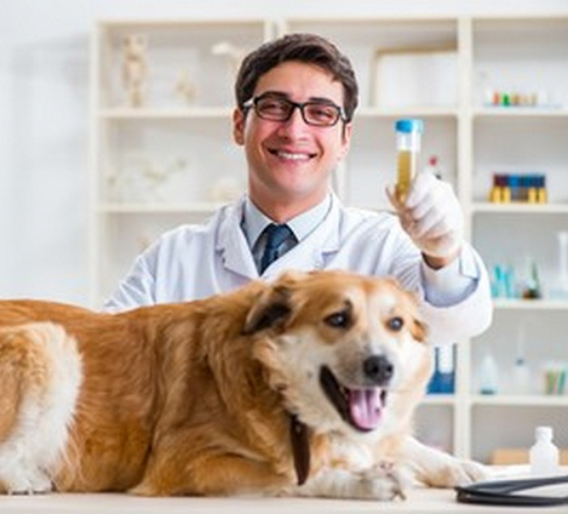 Aplicação de Vacina Leishmaniose Canina Pirinópolis - Vacina V10 para Cachorro