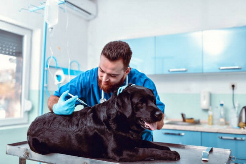 Aplicação de Vacina Leptospirose Cães Taguatinga - Vacina contra Leishmaniose para Cães