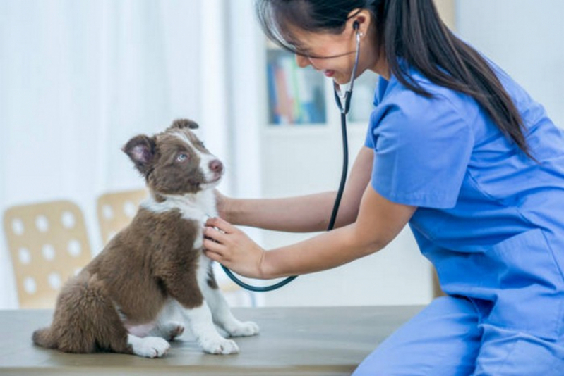 Aplicação de Vacina Multipla Canina Formosa - Vacina para Filhote de Cachorro