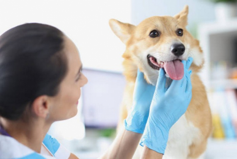 Aplicação de Vacina para Gripe Canina Bom Sucesso - Vacina Multipla Canina