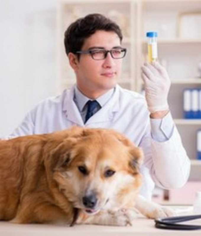 Aplicação de Vacina V10 para Cachorro Gama - Vacina para Gripe Canina