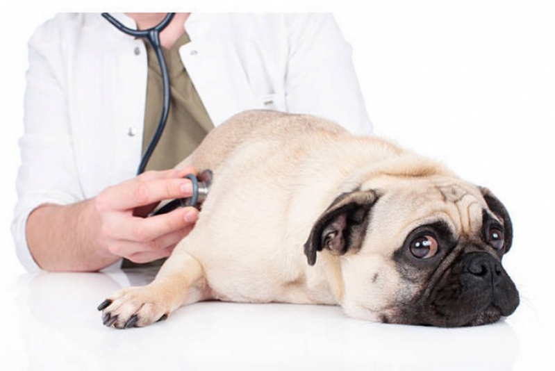 Células Tronco para Animais com Doenças Inflamatórias Agendar Pugmil - Células Tronco para Cães com Doença Renal
