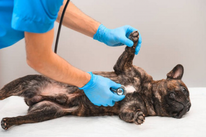 Células Tronco para Cachorros com Lesão Modular Marcar Lajeado - Células Tronco para Cães com Doença Renal