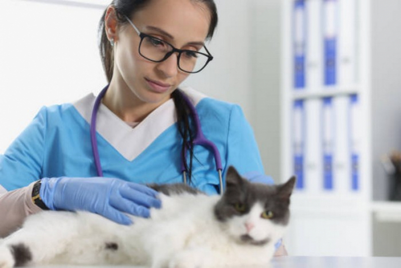 Células Tronco para Gatos com Doença Renal Marcar Pirenópolis - Células Tronco para Tratamento de Gatos Idosos