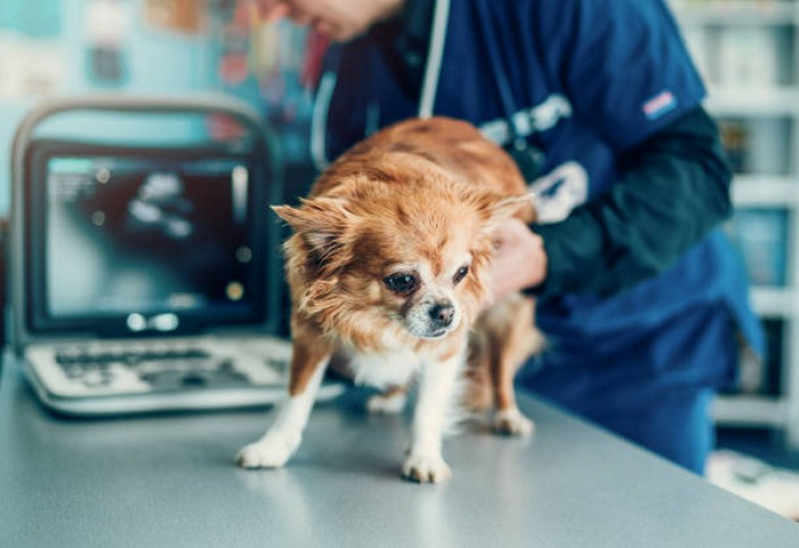 Check Up Veterinário em Animais Domésticos SIA - Check Up Veterinário para Cães