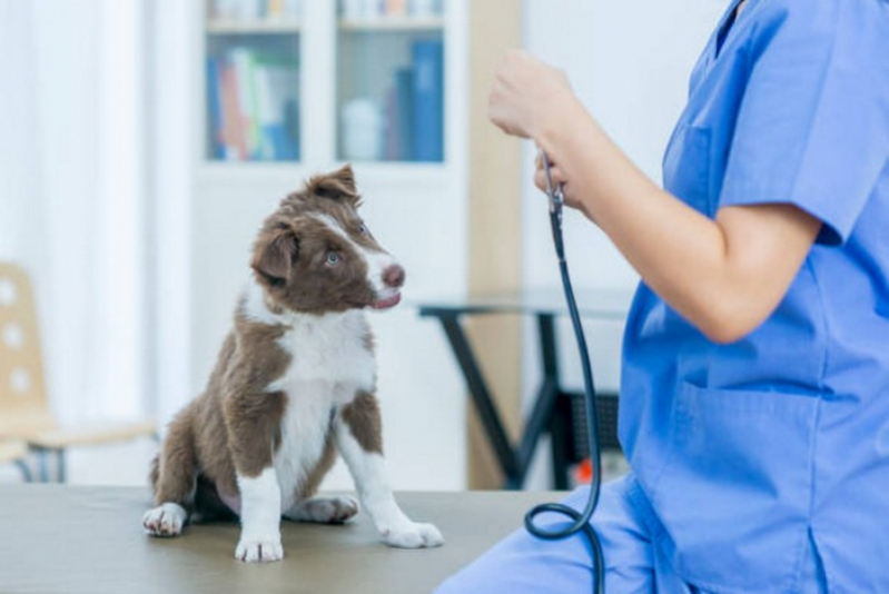 Check Up Veterinário em Cachorros Marcar Recanto das Emas - Check Up Veterinário para Animais de Estimação