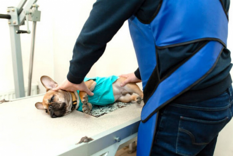 Check Up Veterinário em Cachorros Cruzeiro Velho - Check Up Veterinário para Cães e Gatos