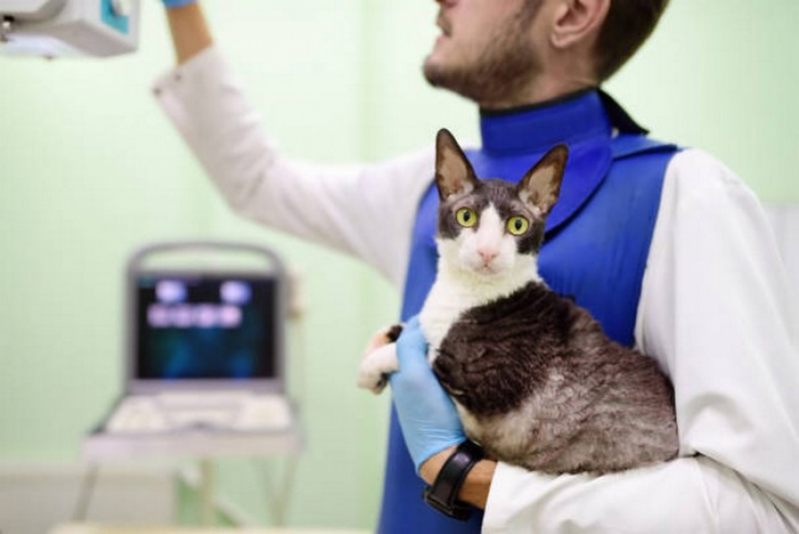 Check Up Veterinário para Animais de Estimação Agendar Capão Seco - Check Up Veterinário em Gatos