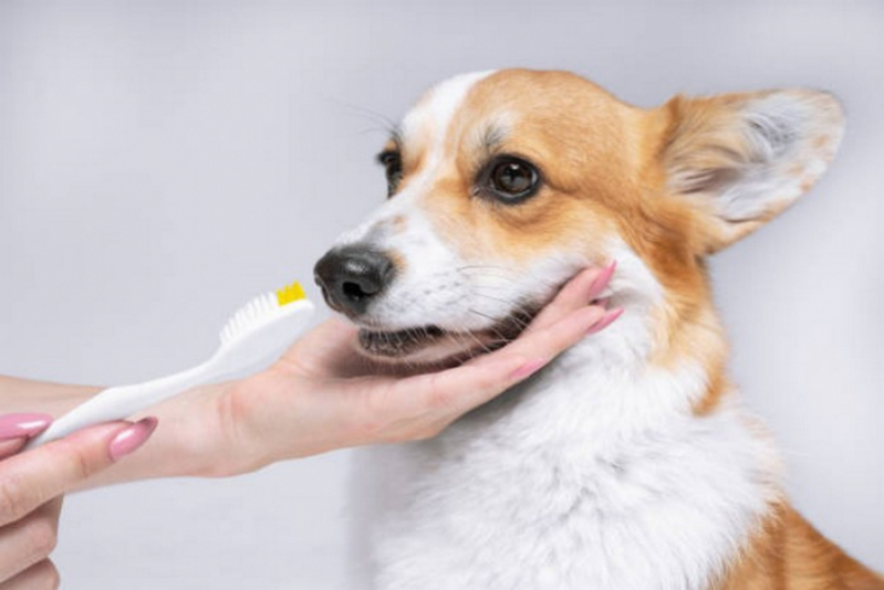 Check Up Veterinário para Animais de Estimação Lajeado - Check Up Veterinário para Cães