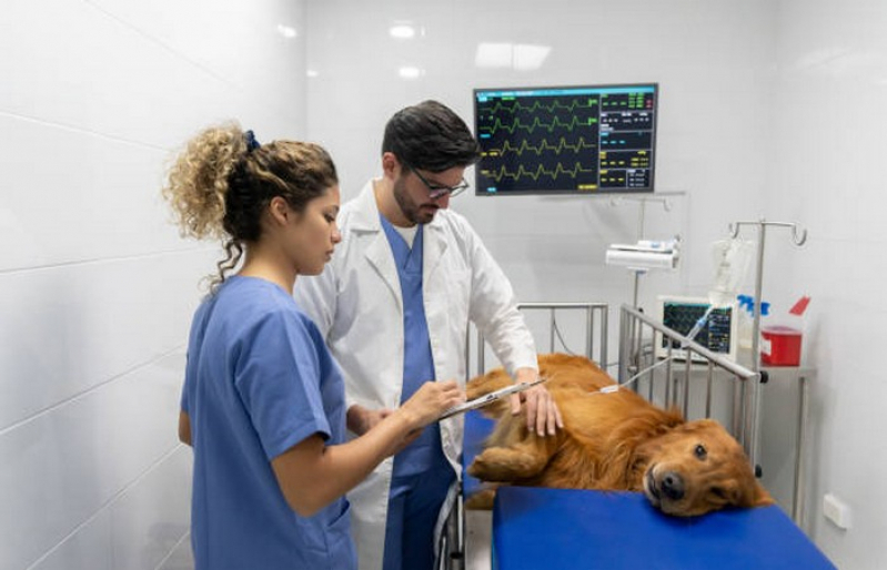 Check Up Veterinário para Cachorros Lajeado - Check Up Veterinário