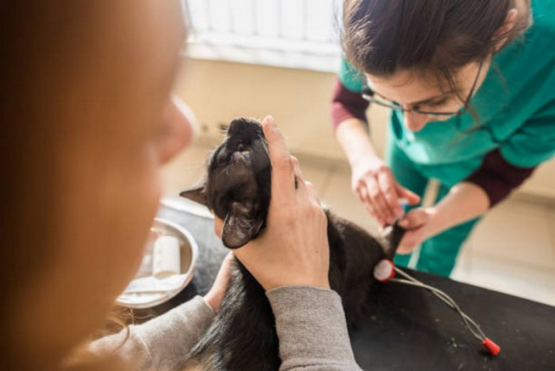 Check Up Veterinário para Cães Agendar Caldas Novas - Check Up Veterinário para Cães e Gatos