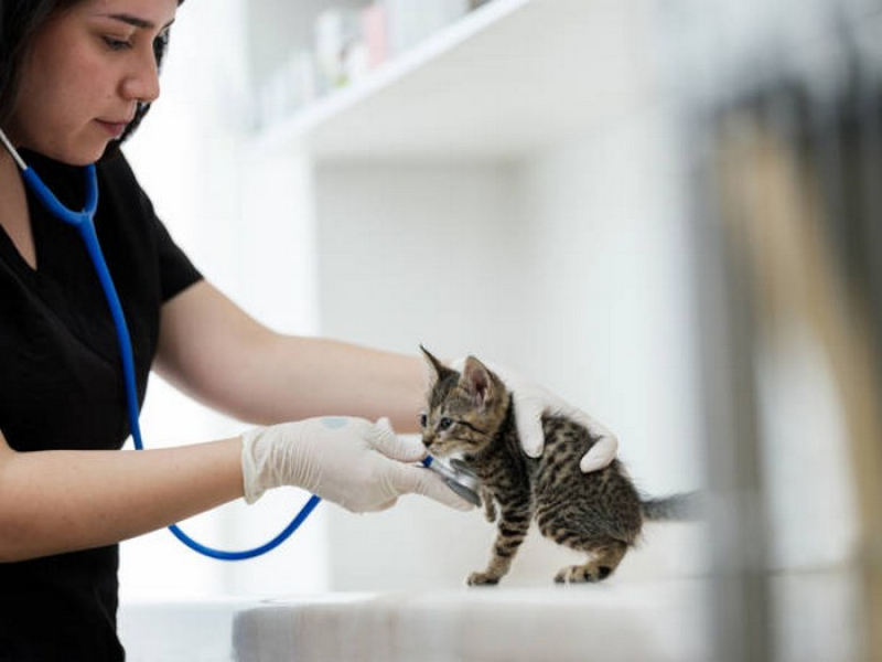 Check Up Veterinário para Cães e Gatos Agendar Caldas Novas - Check Up Veterinário