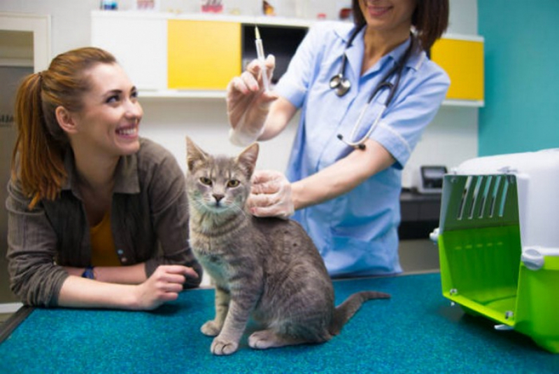 Check Up Veterinário para Gatos Marcar Fercal - Check Up Veterinário em Animais Domésticos