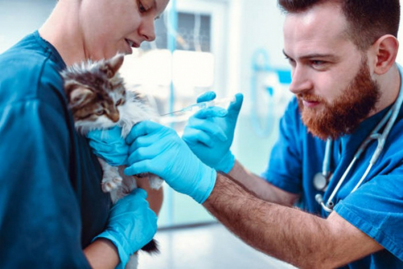Check Up Veterinário para Gatos Fátima - Check Up Veterinário para Cães
