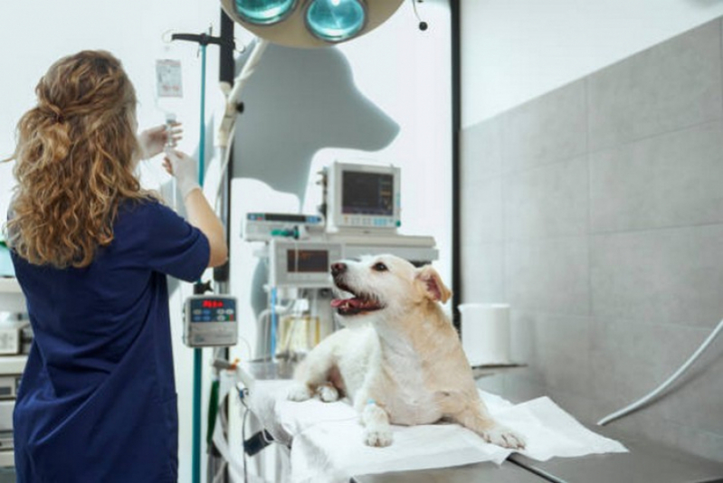 Cirurgia Castração de Cachorro Fêmea Marcar Cruzeiro - Cirurgia de Castração de Cadela