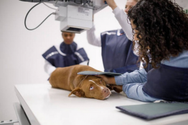 Cirurgia de Castração de Cachorro Lajeado - Cirurgia Castração Cachorro