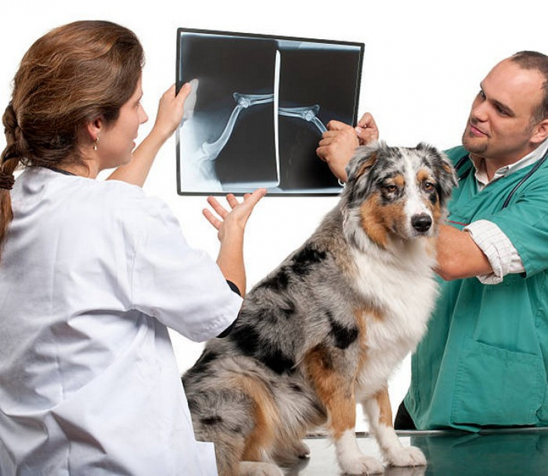 Cirurgia de Castração de Cadela Marcar Santa Bárbara - Cirurgia de Castração em Cachorro