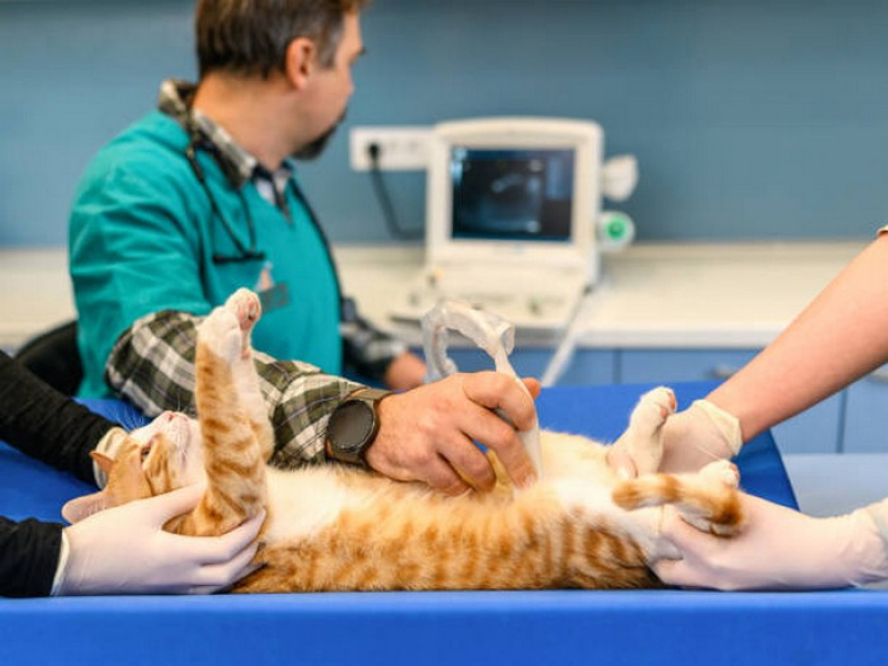 Cirurgia de Castração de Gato Fêmea Agendar Monte do Carmo - Cirurgia de Castração em Gatos