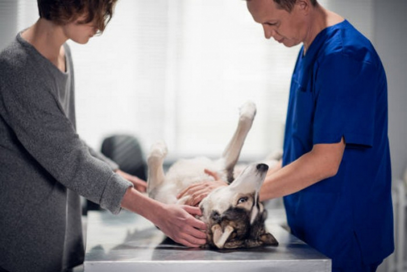 Cirurgia de Castração em Cachorro Agendar Anápolis - Cirurgia de Castração de Cadela