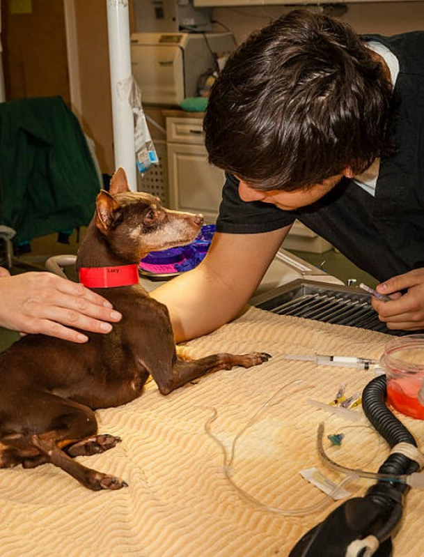 Cirurgia de Castração em Cachorro Marcar Tocantínia - Cirurgia Castração de Cachorro Fêmea