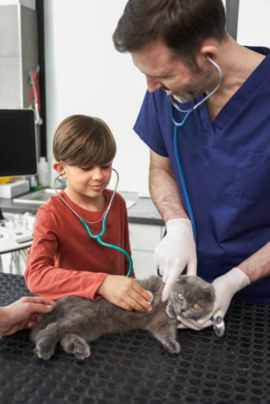 Cirurgia de Castração em Gatos Agendar Paranoá - Cirurgia de Castração em Gatos