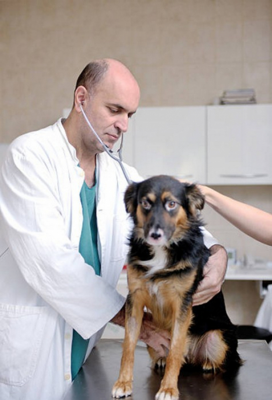 Cirurgia de Castração Silvanópolis - Cirurgia Castração de Cachorro Fêmea
