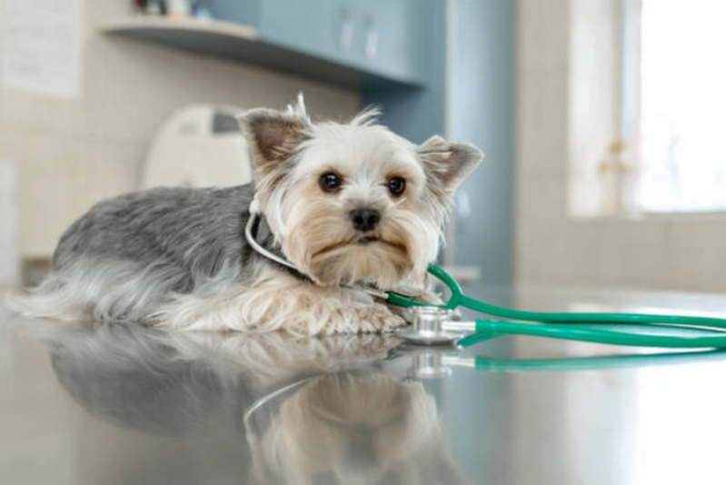 Cirurgia em Animais Agendar Paranoá - Cirurgia para Retirar Tumor de Cachorro