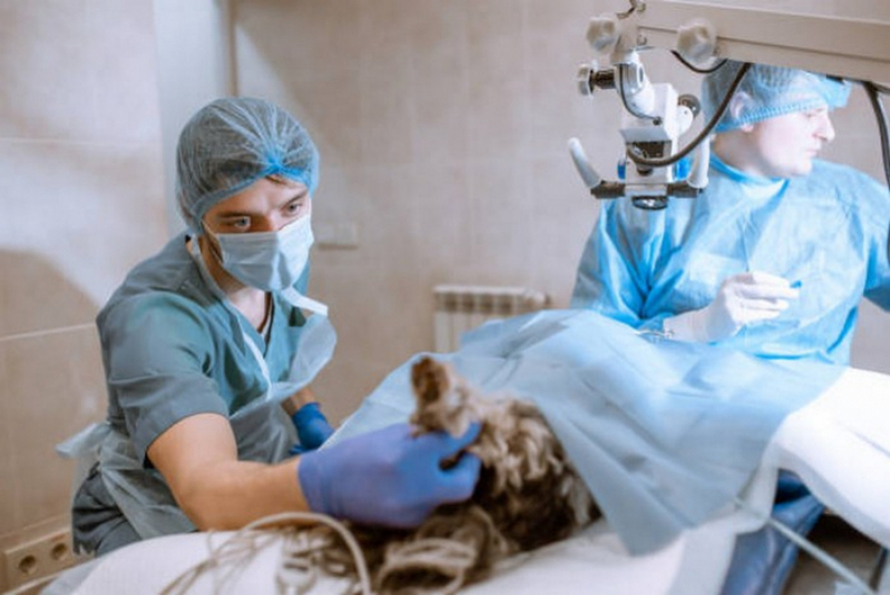 Cirurgia em Animais de Companhia Marcar Palmeiras de Goiás - Cirurgia em Pequenos Animais