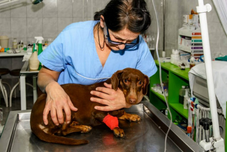 Cirurgia em Animais Marcar Gameleira - Cirurgia Ruptura Ligamento Cruzado Cães