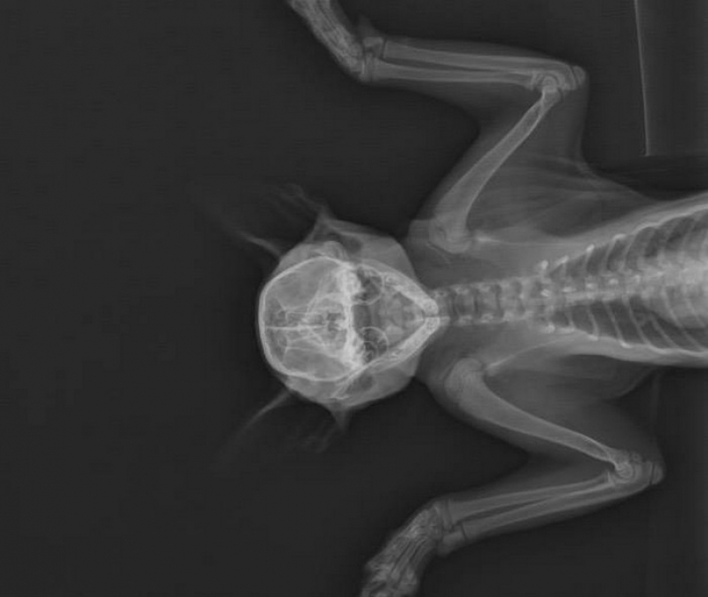 Cirurgia em Pequenos Animais Marcar Aparecida do Rio Negro - Cirurgia em Pequenos Animais