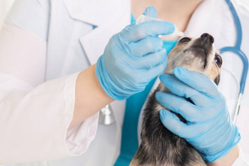 Cirurgia Oftalmologica Veterinaria Agendar Miracema do Tocantins - Cirurgia Reconstrutiva em Cães e Gatos