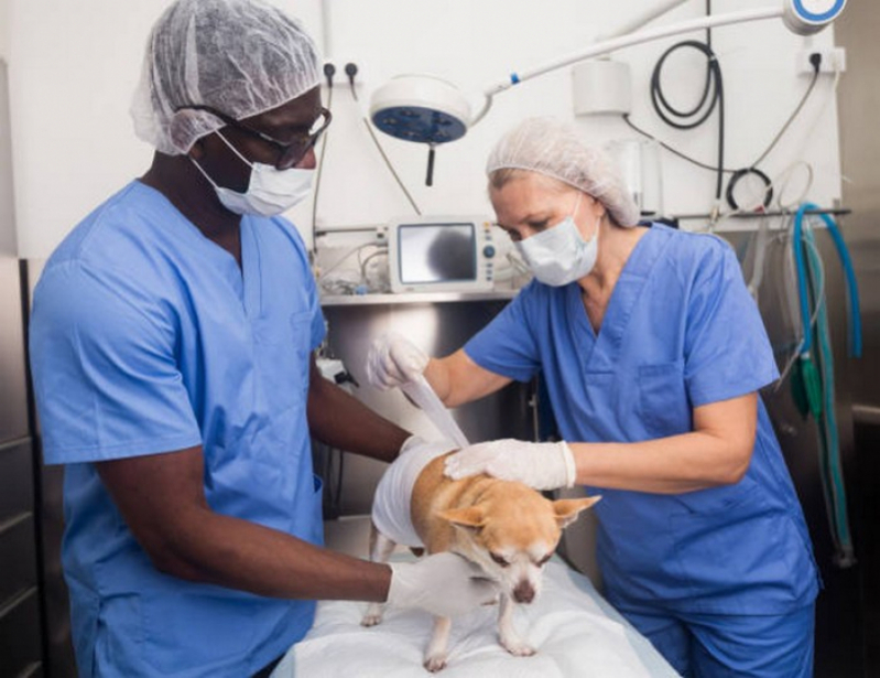 Cirurgia Ortopedica Cachorro Agendar Paracatú - Cirurgia de Tecidos Moles em Pequenos Animais