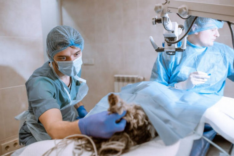 Cirurgia Ortopédica Veterinária Marcar Capão Seco - Cirurgias para Animais