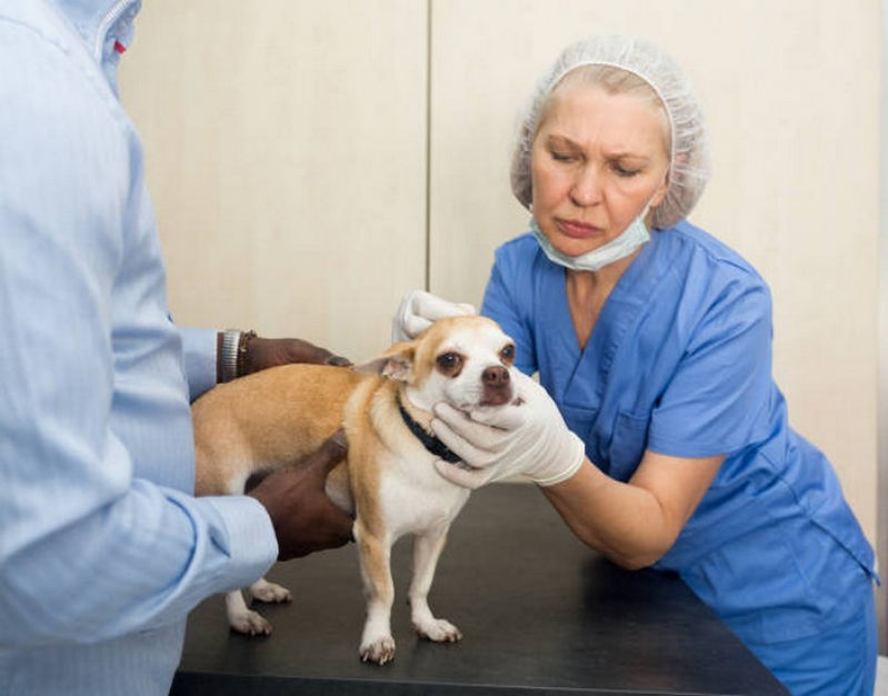 Cirurgia Ruptura Ligamento Cruzado Cães Agendar Campos Belos - Cirurgia Ortopédica em Cães e Gatos
