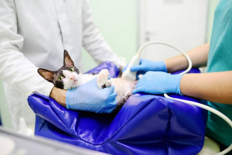 Cirurgia Veterinária Básica Goiânia - Cirurgias para Animais