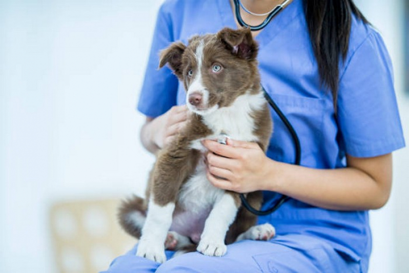 Clínica de Endoscopia para Animais SIA - Exame de Sangue em Cachorro