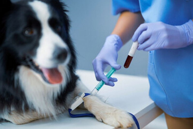 Clínica de Exame de Sangue em Cachorro Gameleira - Exame de Citologia em Cães